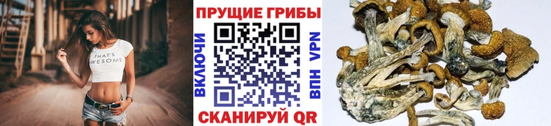 kraken ТОР  купить наркотик  Черкесск  Галлюциногенные грибы прущие грибы 